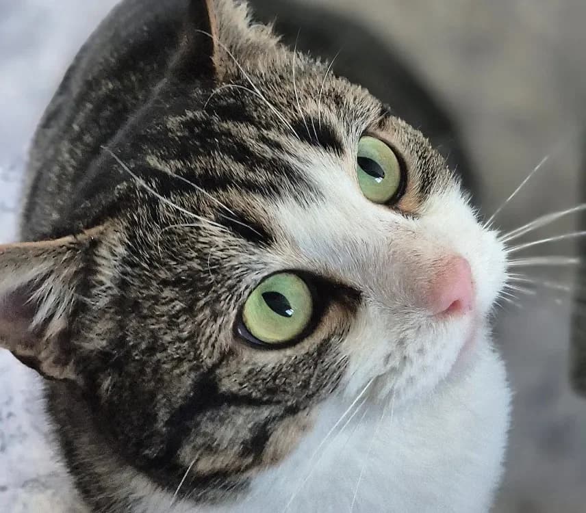 FORREST GUMP photo 2