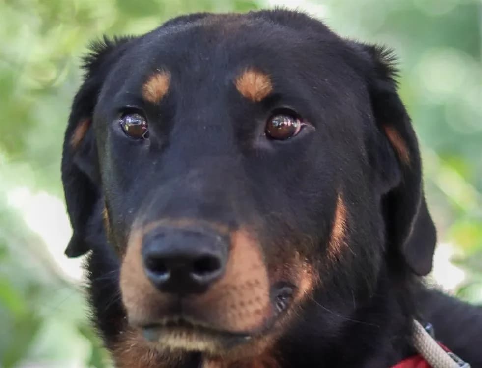 VULCAIN CHAO photo 2