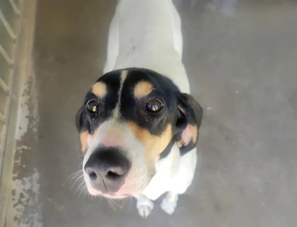 Georges Alain photo 2