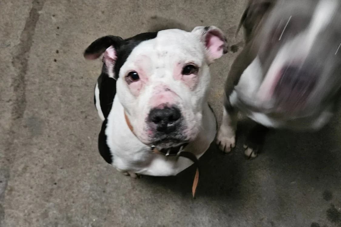 PINUP OF ATOMIX DOG photo 2