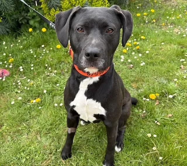 LUCIOLLE PAA24145 photo 2