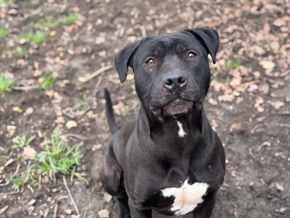 THANOS OAA19945 photo 2