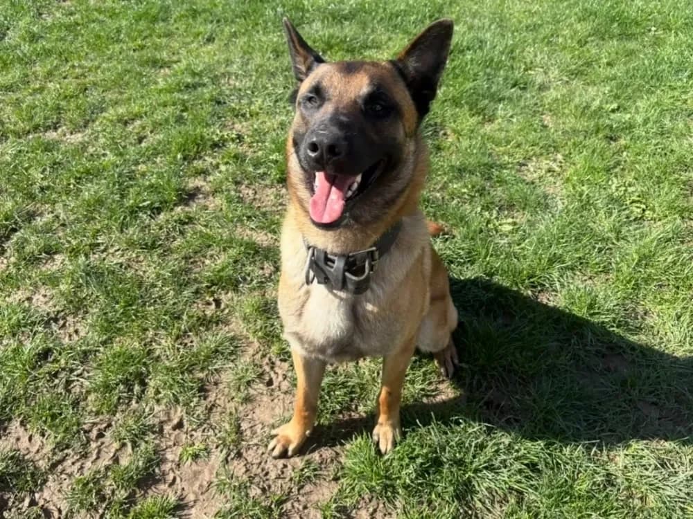 BOBO PAA24148 photo 2