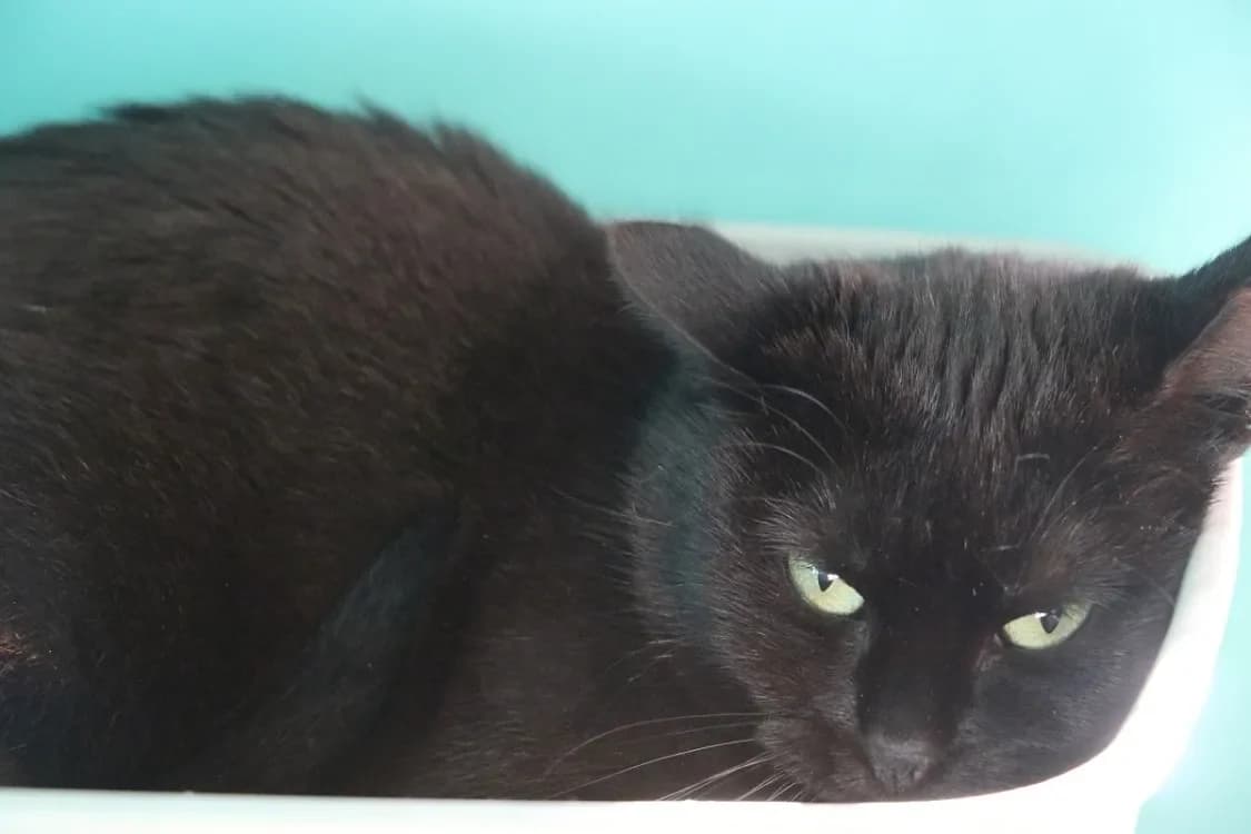 NOLA HAB17522 photo 2