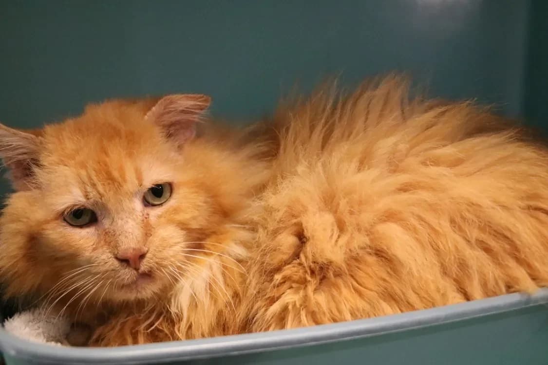 TOBLERONE HAB17534 photo 2