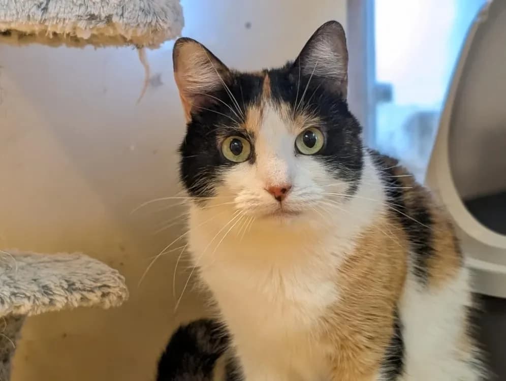 ETOILE A15885 photo 4