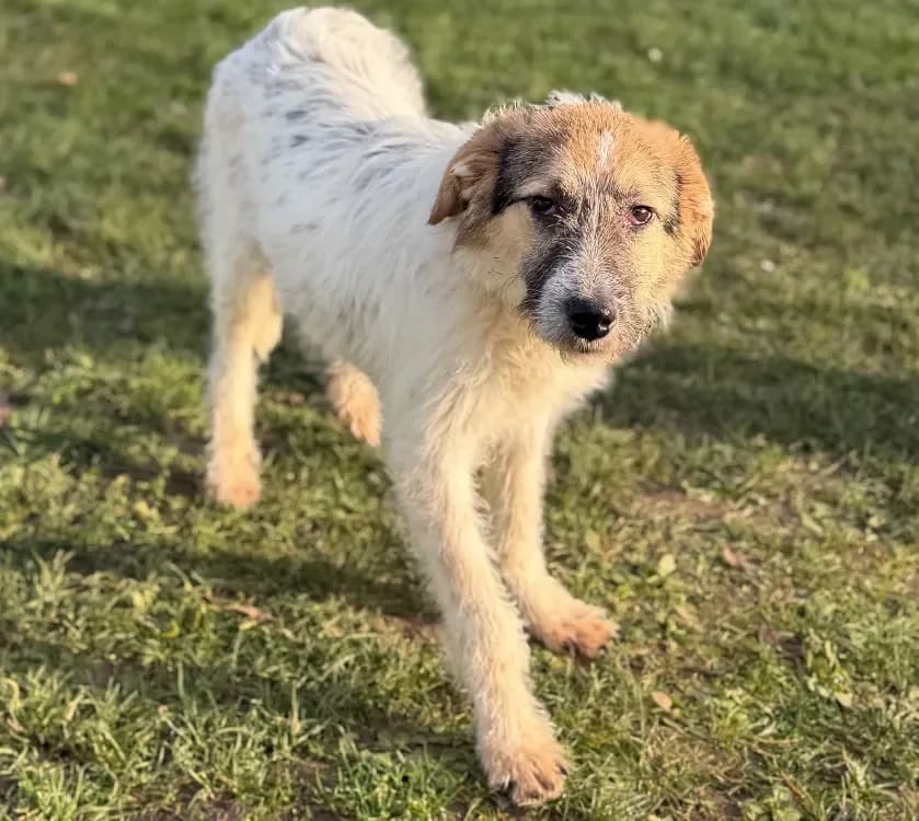 Photon CAA14611 photo 2