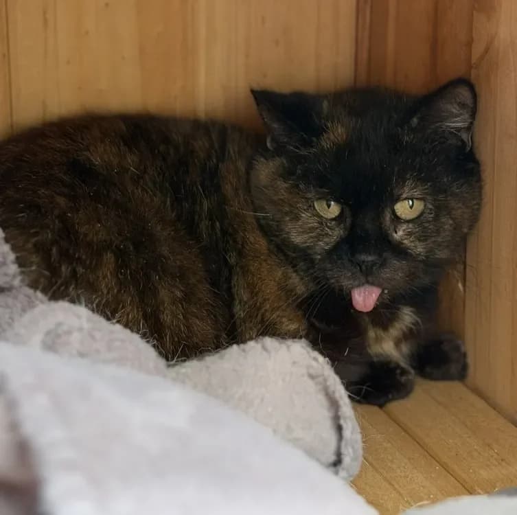 Gaby CAB5319 photo 2