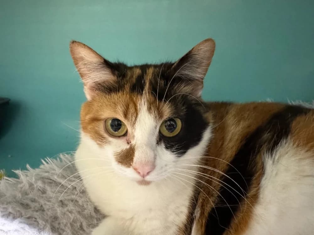 JESSICA A17366 (réservée)