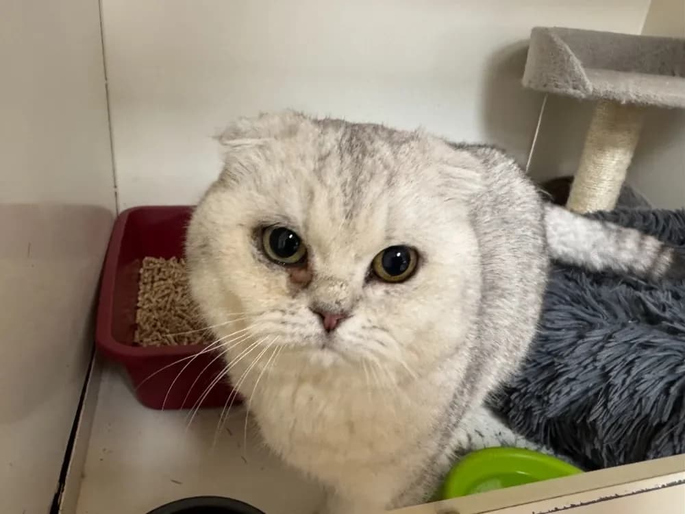 SNOW (EN DUO AVEC PRINCESSE) réservé A17361 photo 2