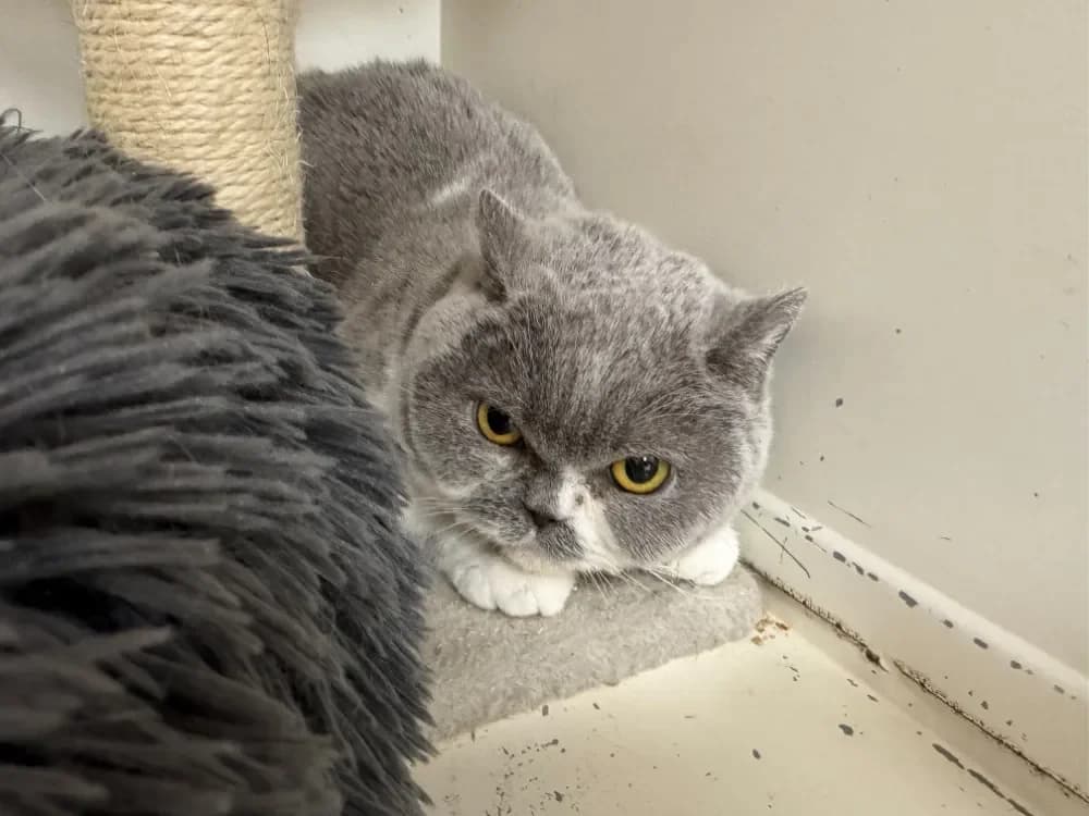 PRINCESSE (EN DUO AVEC SNOW) réservée  A17362 photo 2