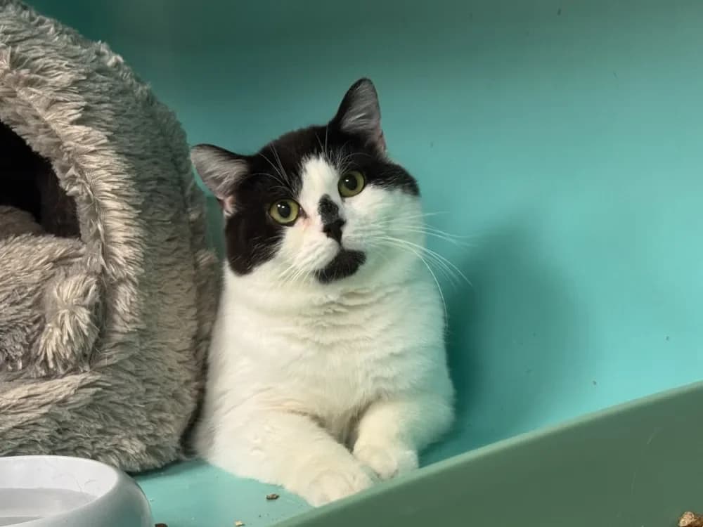 FICELLE A17340 photo 2