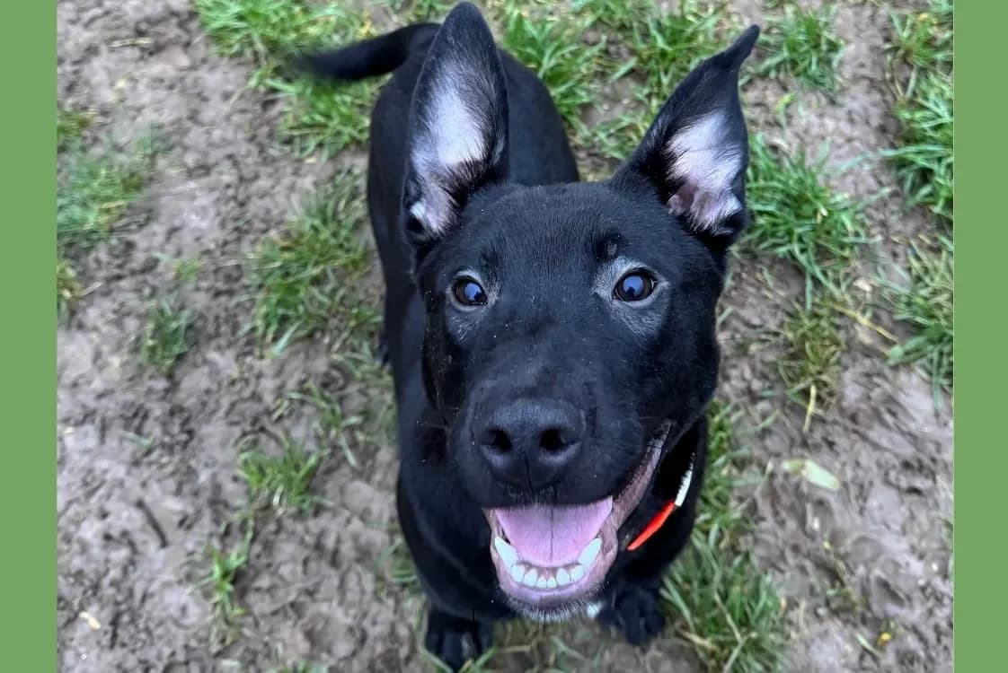 LERO HAA24733 photo 2