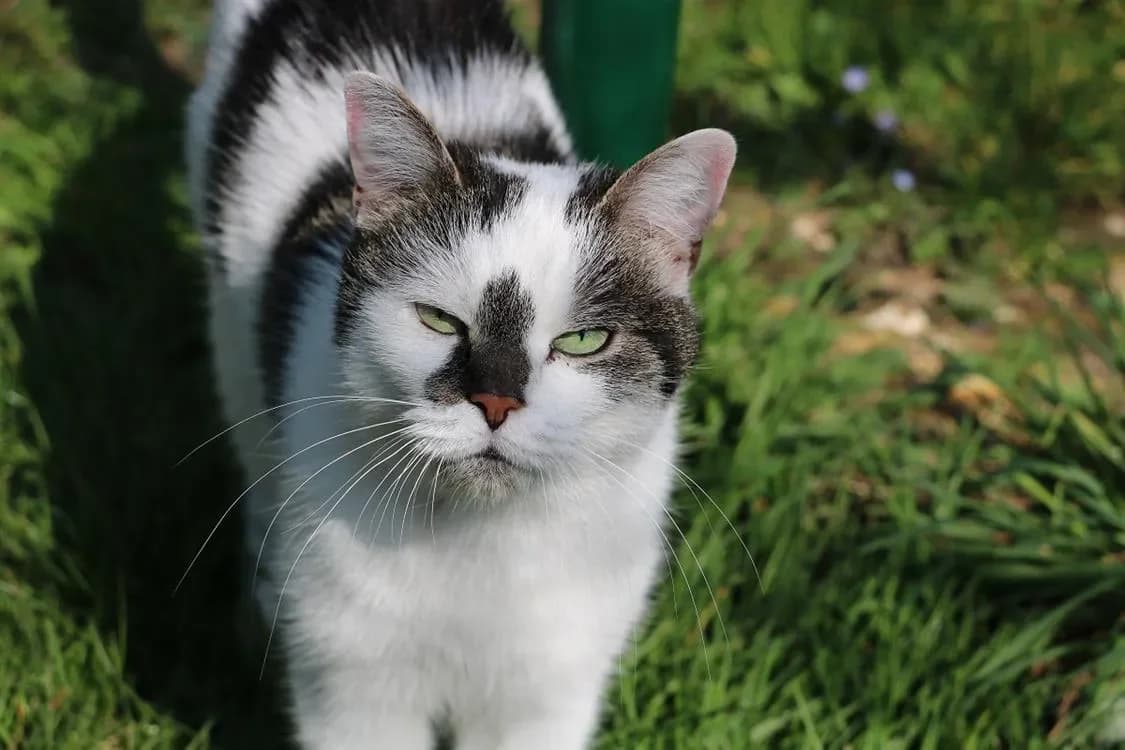 JASMINE A17378 photo 2