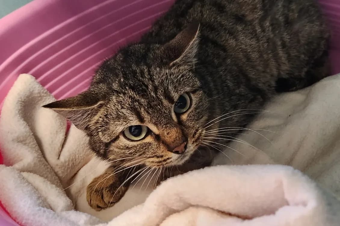 CAFE CREME QCT photo 2