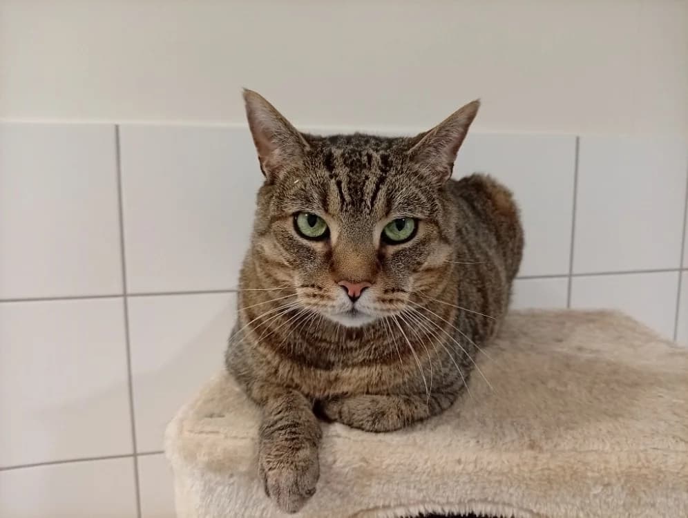 Laboutte (en cours d'adoption)