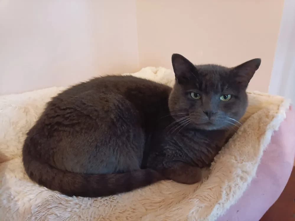 ROMEO PAB27778 photo 2