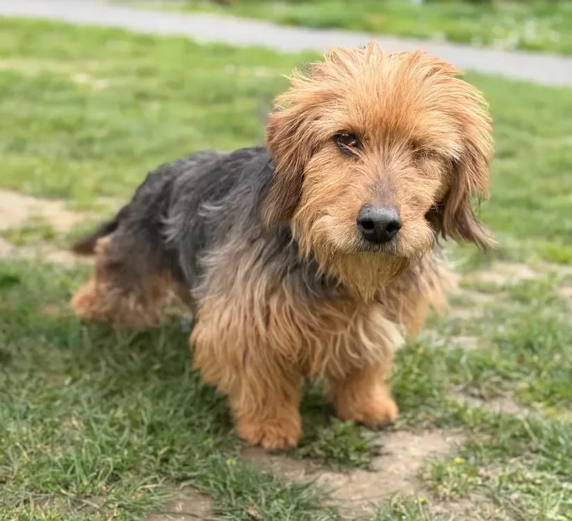 Nelson CAA15007 photo 2