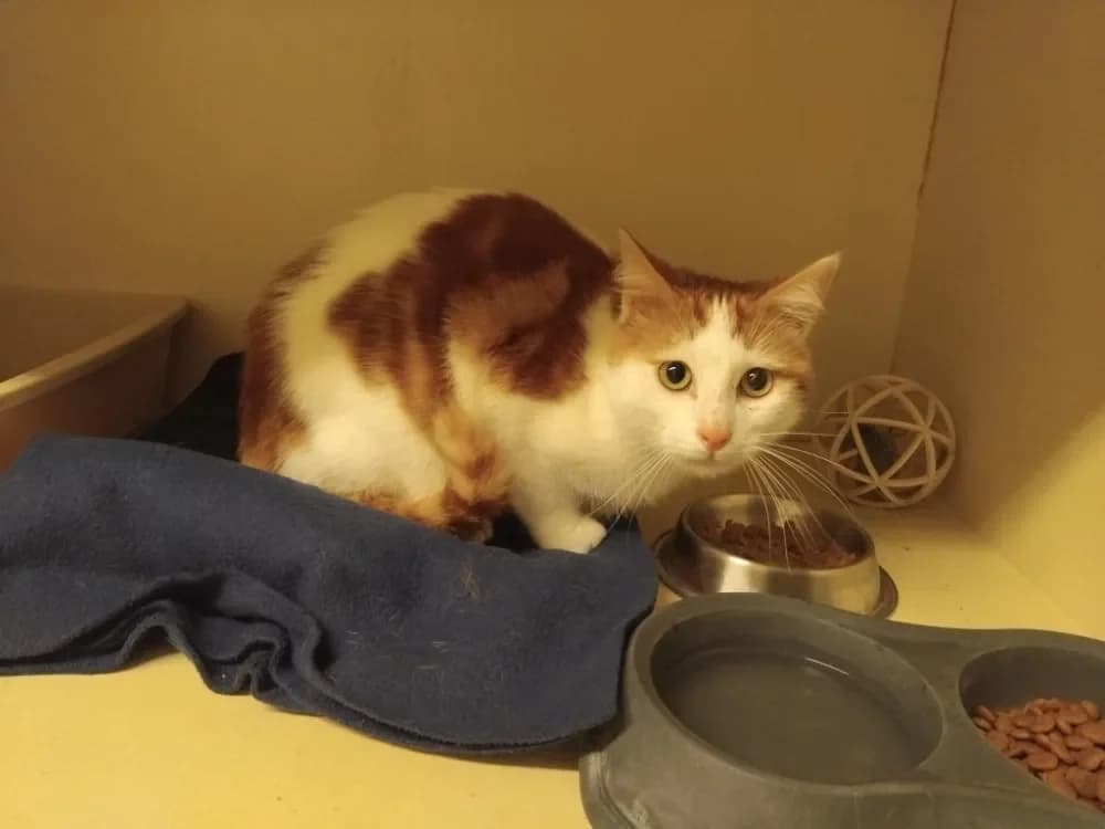 ZIRA PAB28663 photo 2