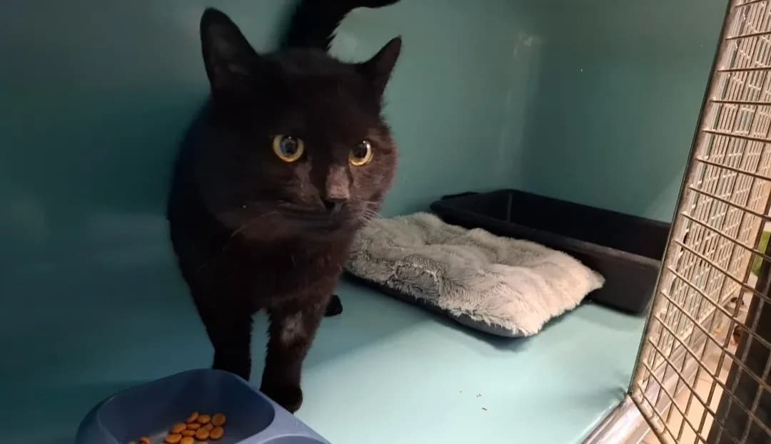 BLACK PANTHER photo 2