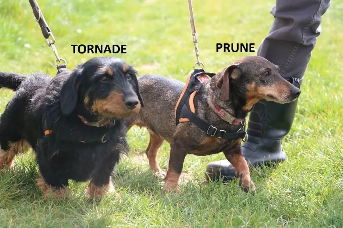 PRUNE HAA24733 photo 2