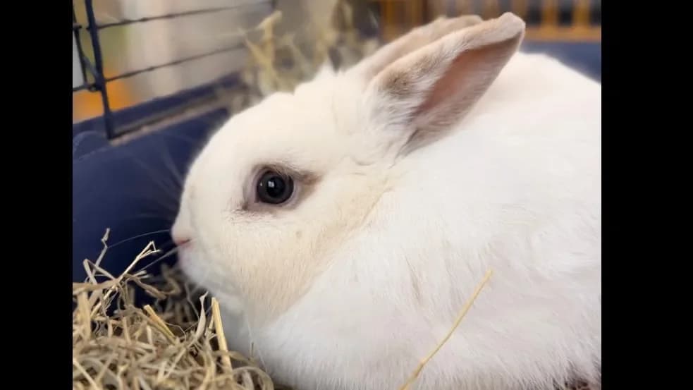 Ginette NAC952 photo 2