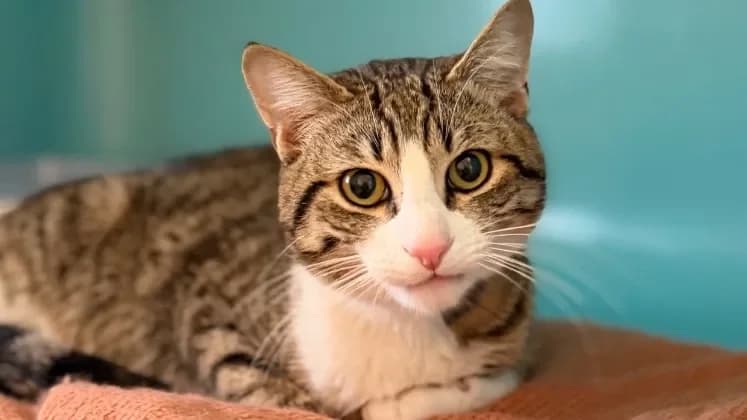 Capone CAB5364 photo 2