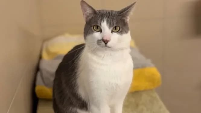 Popeye CAB5368 photo 2