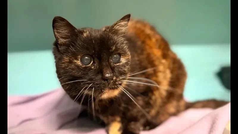 Maya CAB5359 photo 2