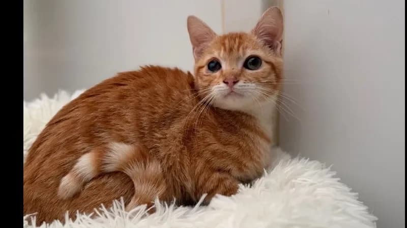 Enola CAB5338 photo 2