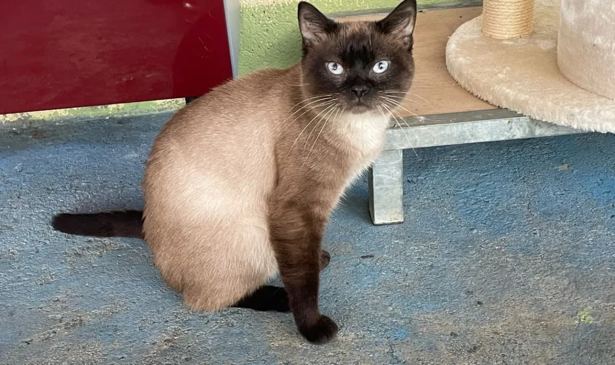 FELIX (promis) photo 2