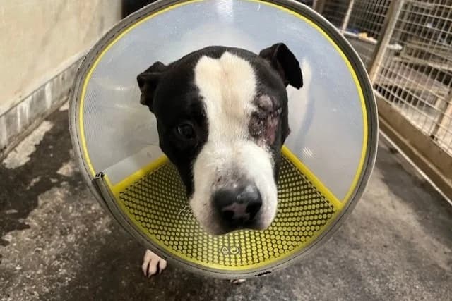 EDUARDO recherche Famille relais