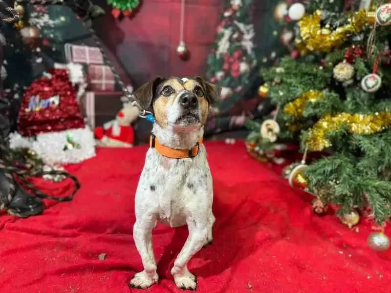 ZULK VAA21131 photo 2