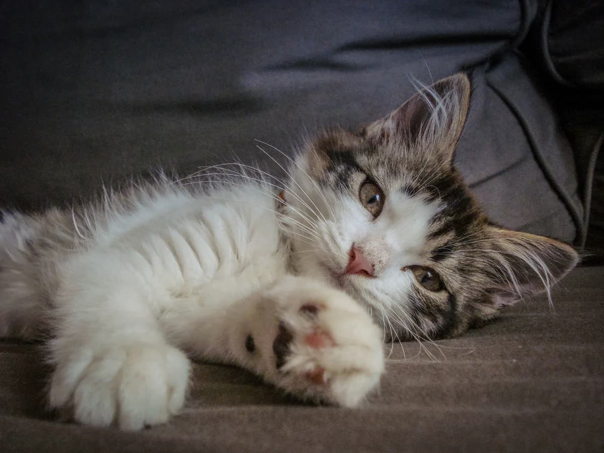 Getting a cat photo 4