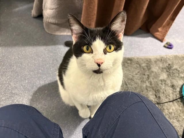 Artful Dodger photo 2