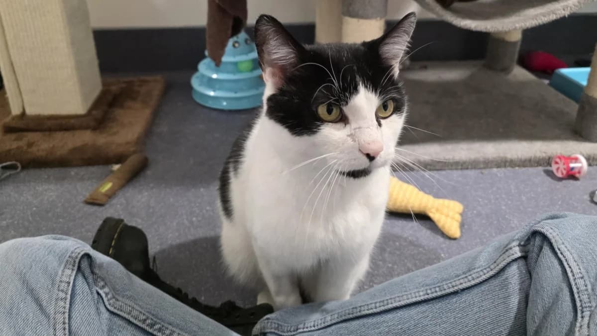 Artful Dodger photo 3