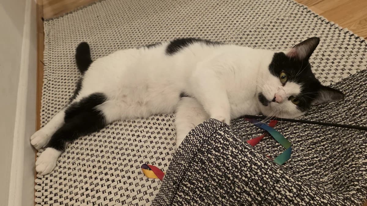 Artful Dodger photo 4