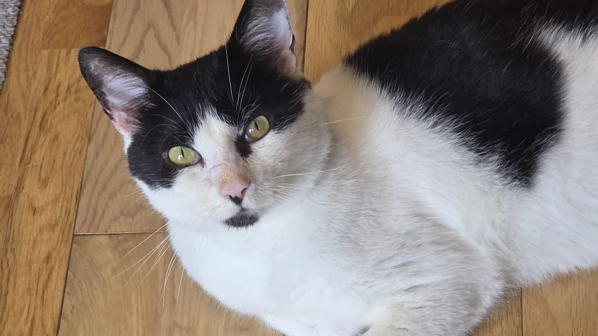 Artful Dodger photo 5