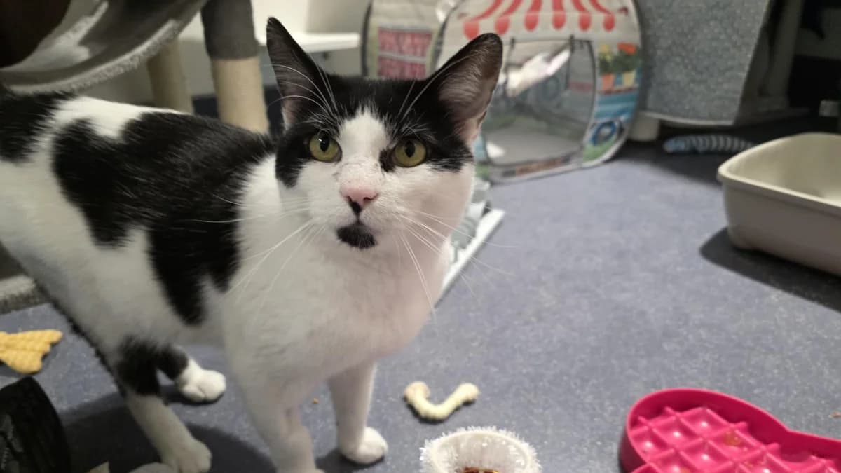 Artful Dodger photo 6