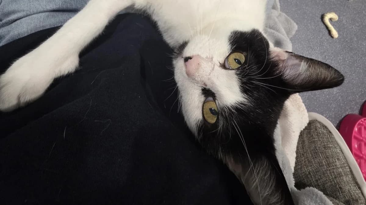 Artful Dodger photo 7