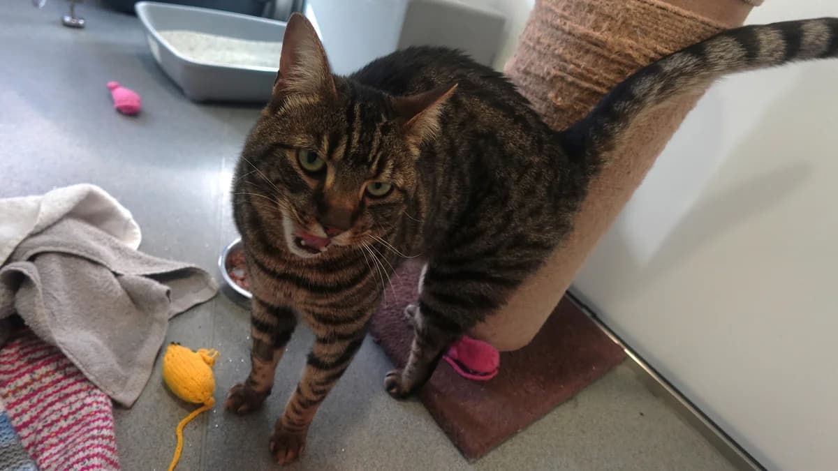 Berlioz Basquicat photo 4