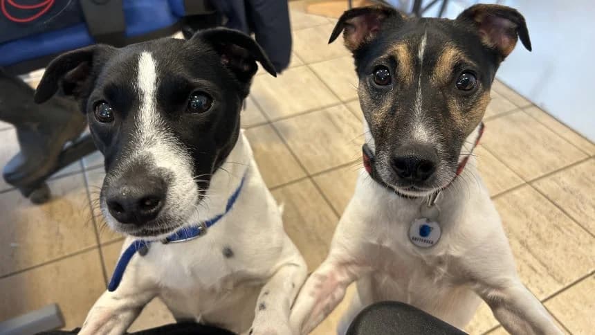 Chubs (& Brambles) photo 2