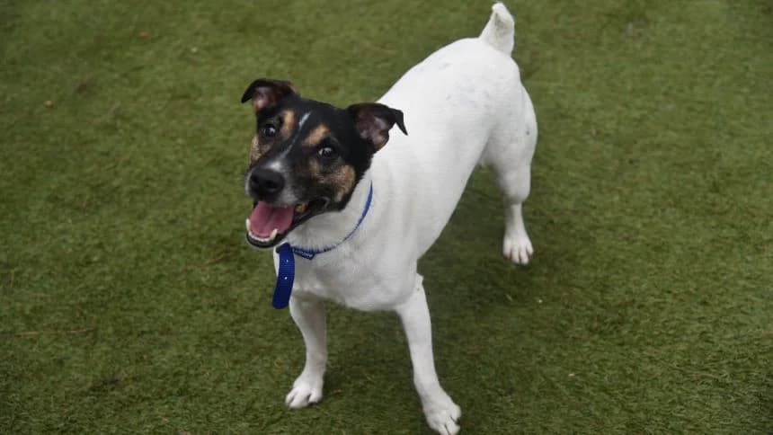 Chubs (& Brambles) photo 3