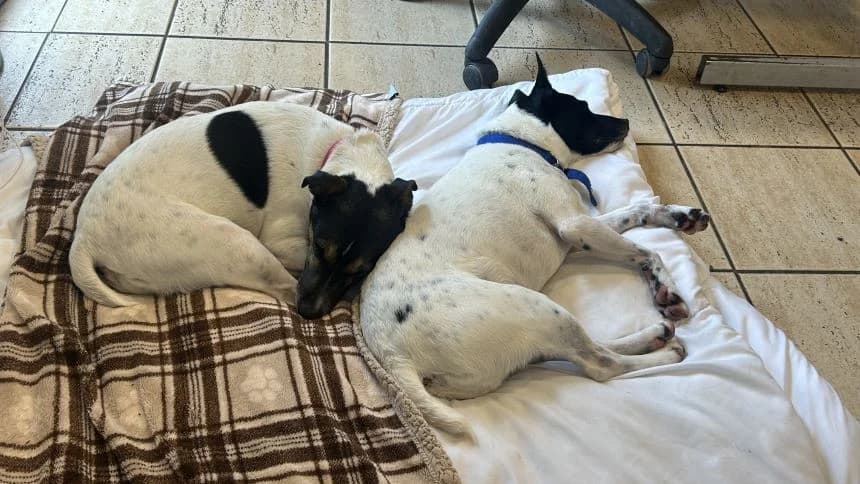 Chubs (& Brambles) photo 4