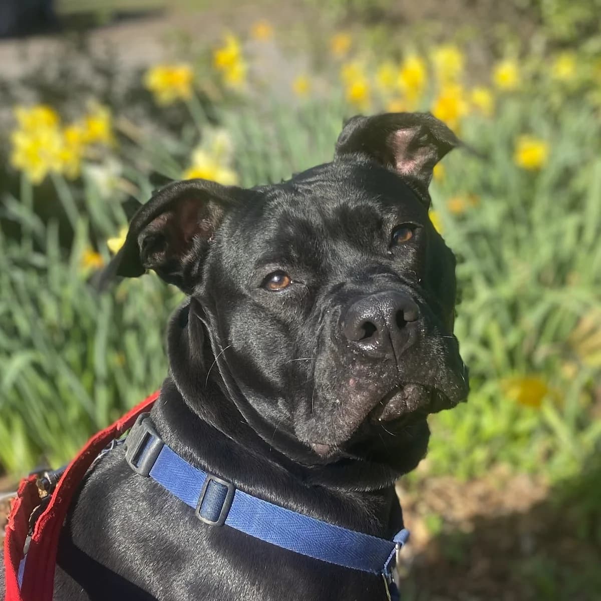 Meet some of the dogs in our care photo 2