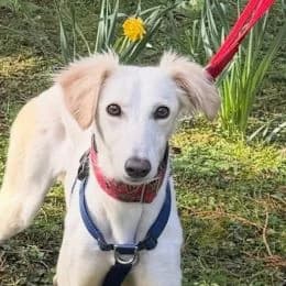 Meet some of the dogs in our care photo 6