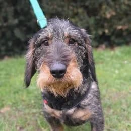 Meet some of the dogs in our care photo 3