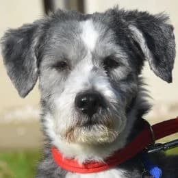 Meet some of the dogs in our care photo 5