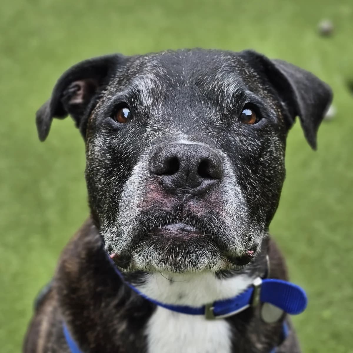 Meet some of the dogs in our care photo 7