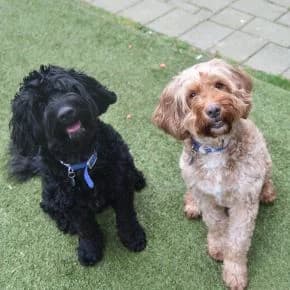 Meet some of the dogs in our care photo 8